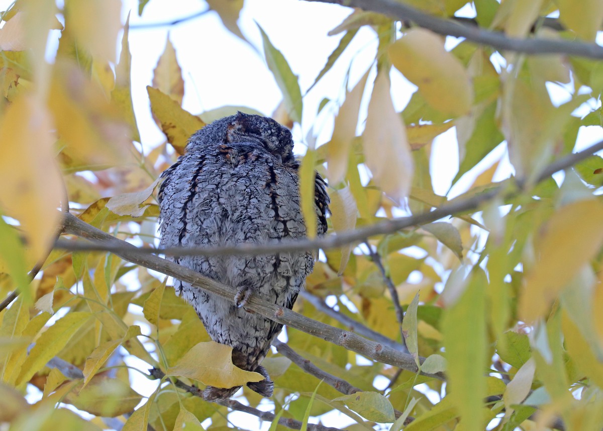 flammeugle - ML646159946