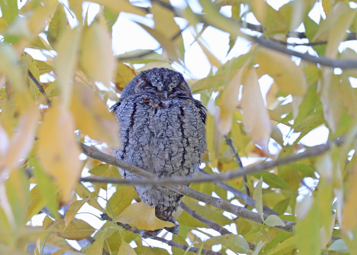 flammeugle - ML646159947