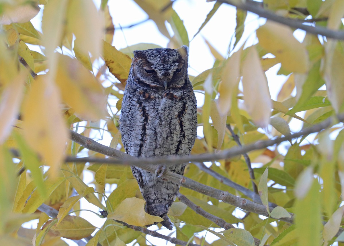 flammeugle - ML646159948