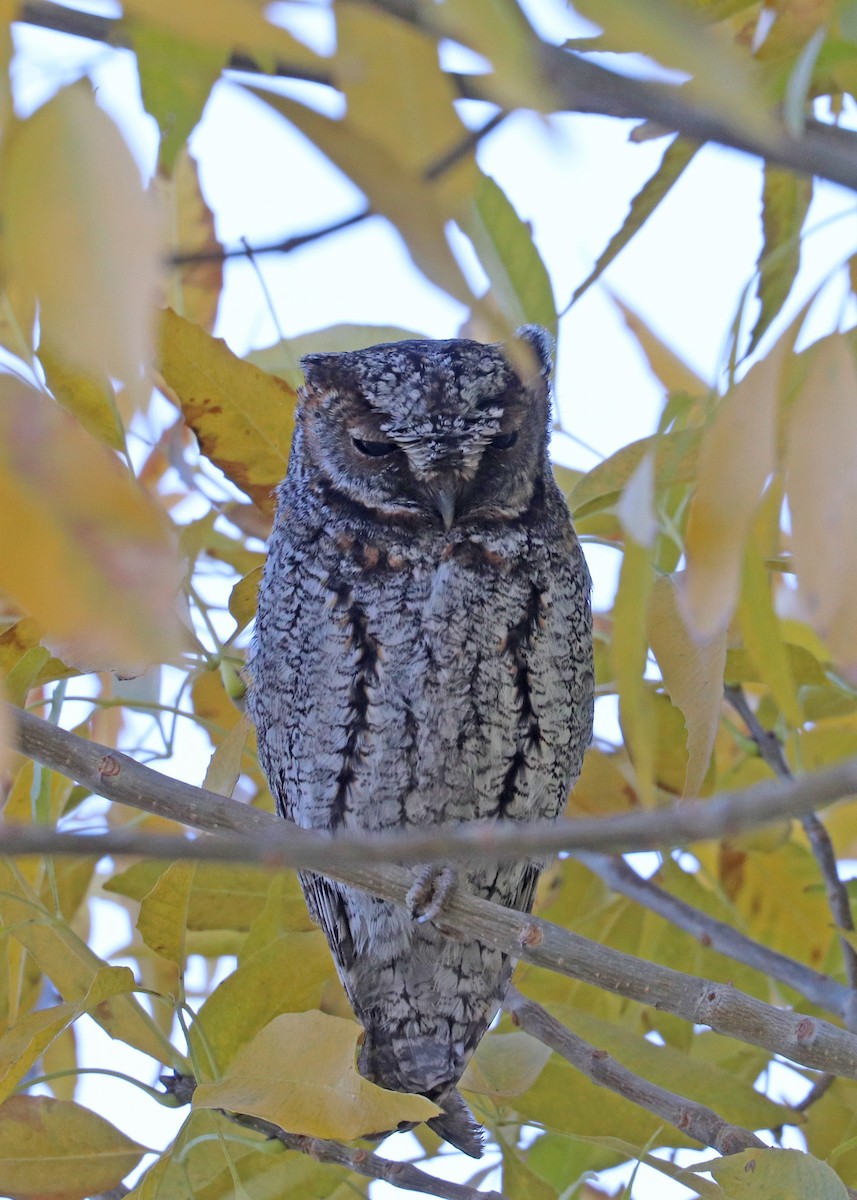 flammeugle - ML646159949