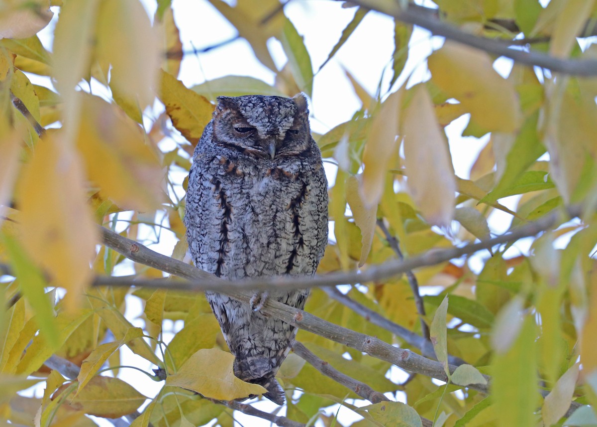 flammeugle - ML646159950