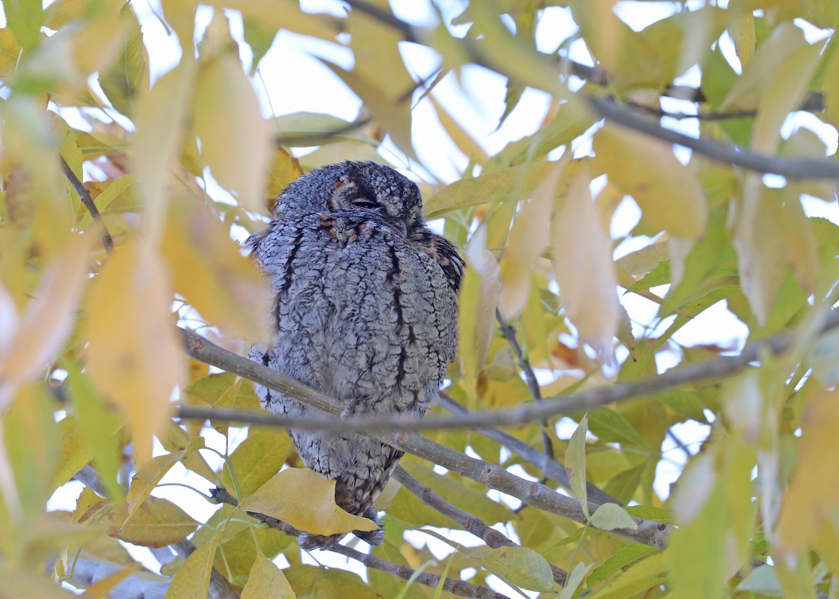 flammeugle - ML646159951