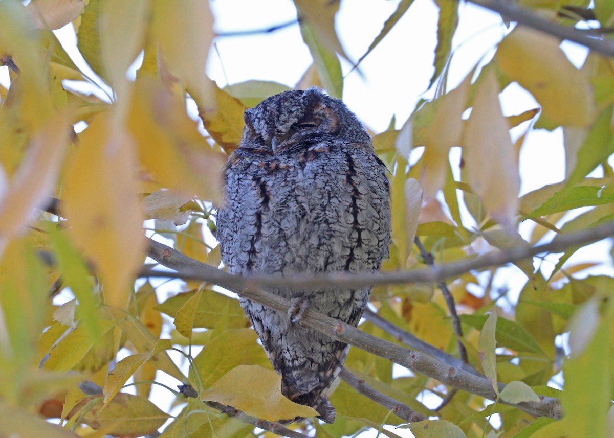 flammeugle - ML646159952