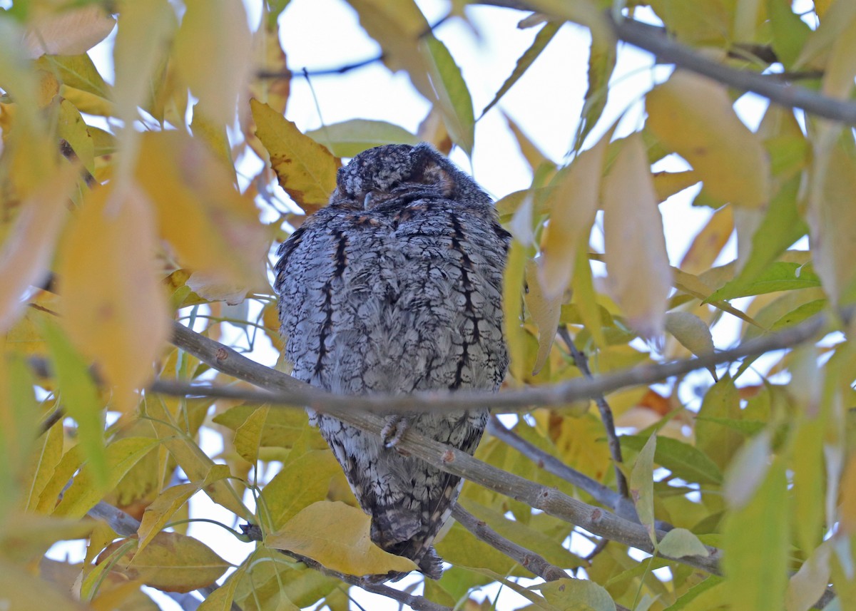 flammeugle - ML646159953