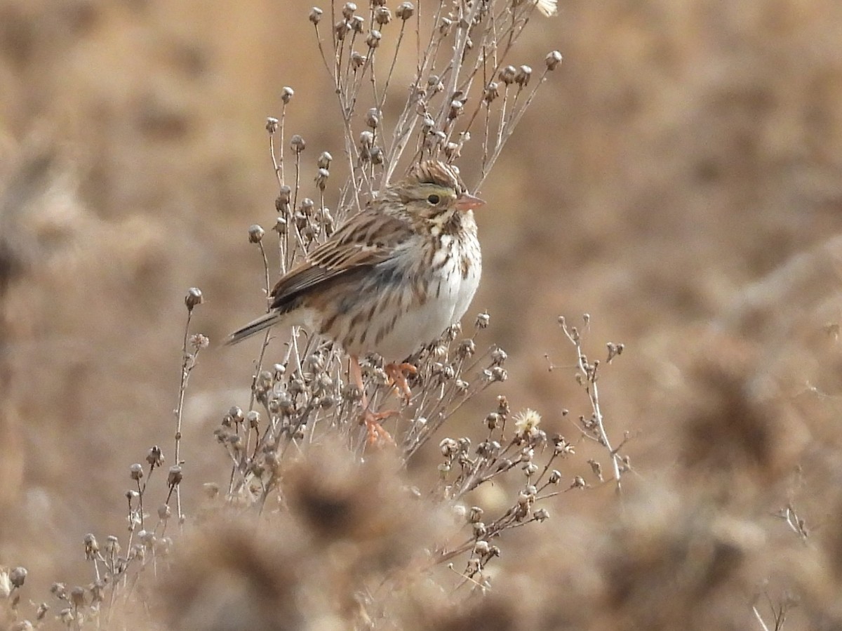 Savannah Sparrow - ML646159954
