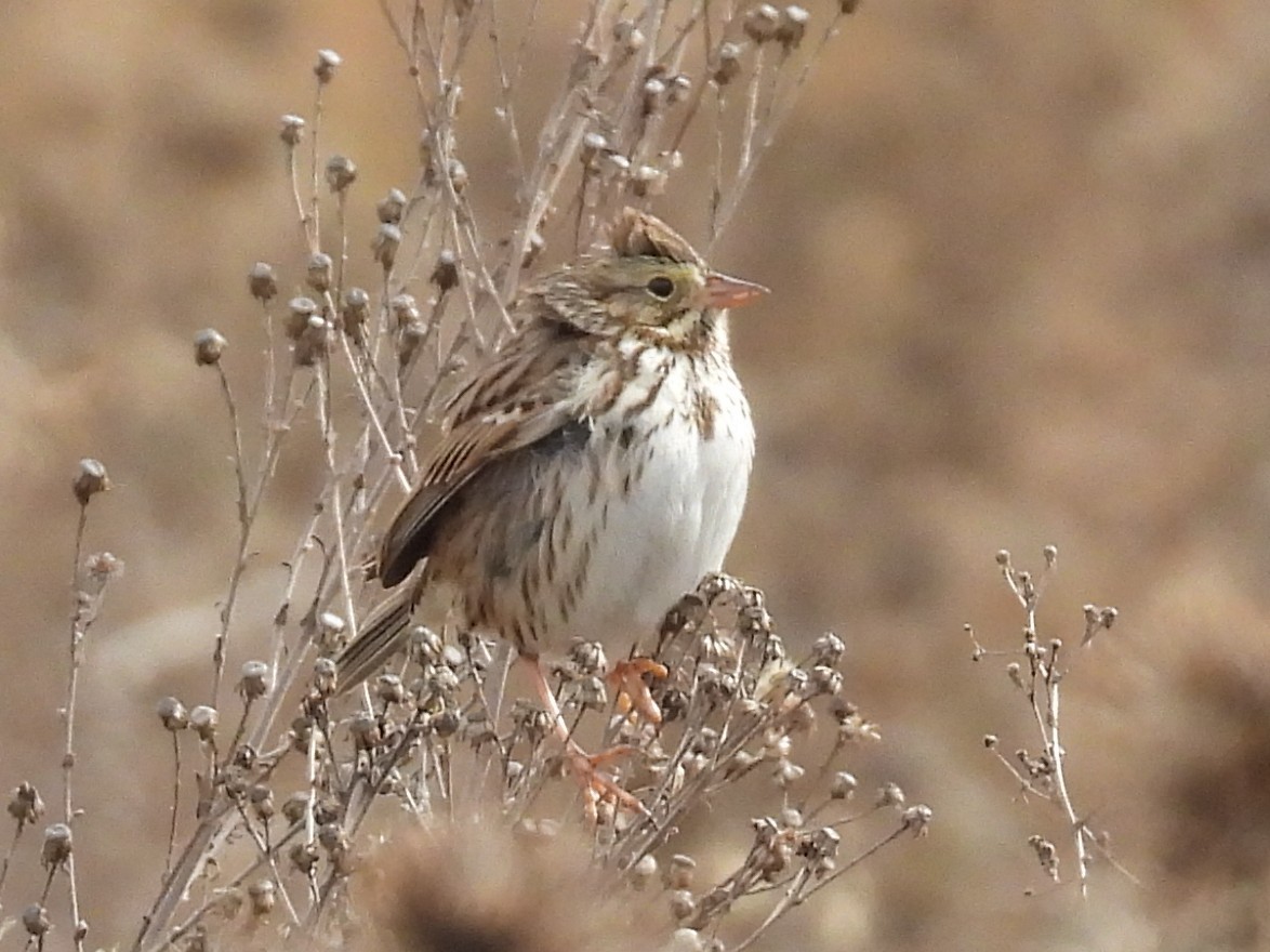 Savannah Sparrow - ML646159955
