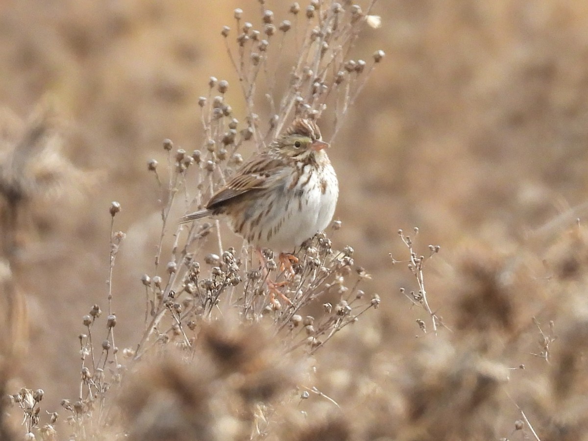 Savannah Sparrow - ML646159956