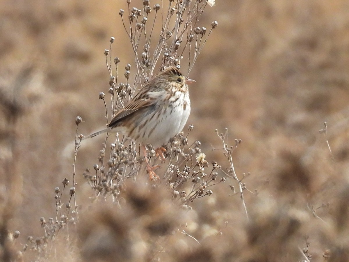 Savannah Sparrow - ML646159957