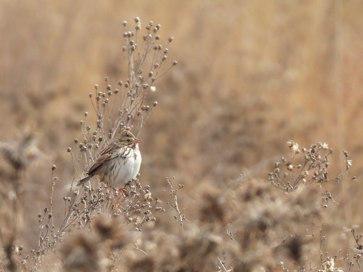 Savannah Sparrow - ML646159958