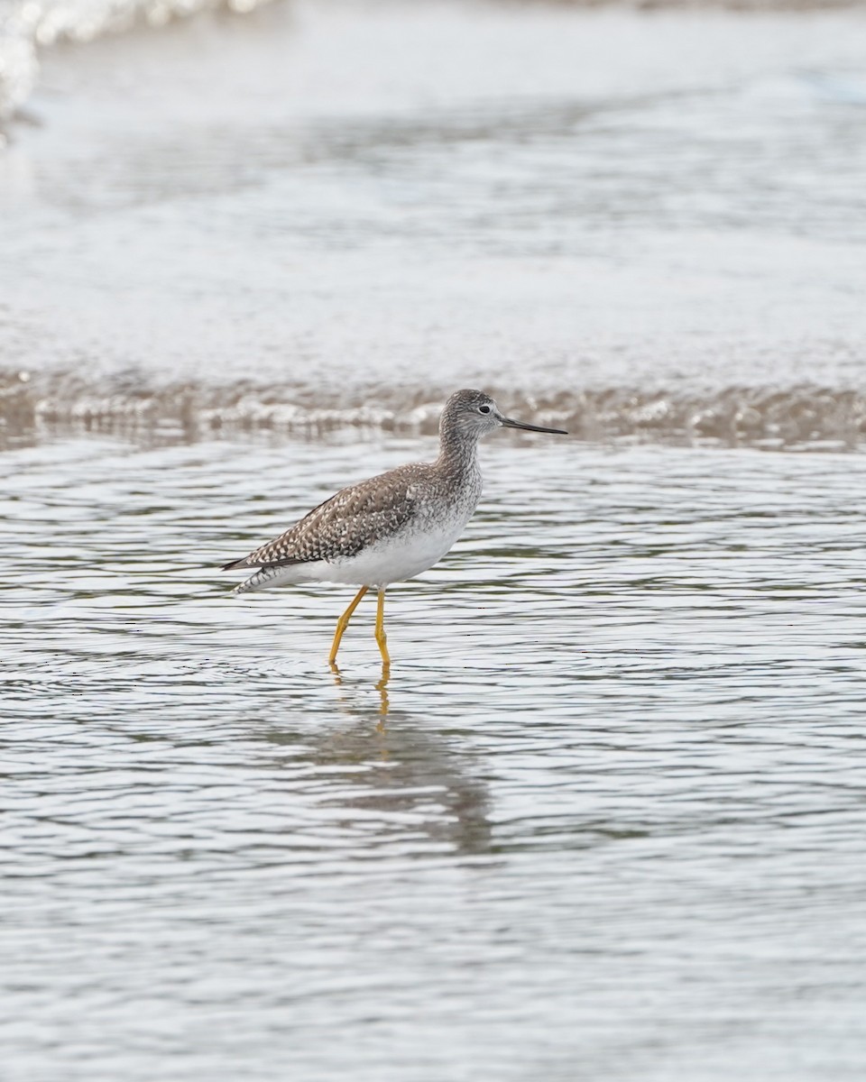 Greater Yellowlegs - ML646159960