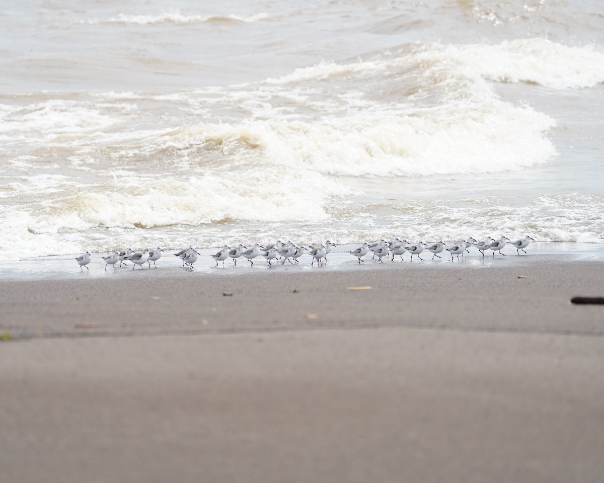 Sanderling - ML646159962