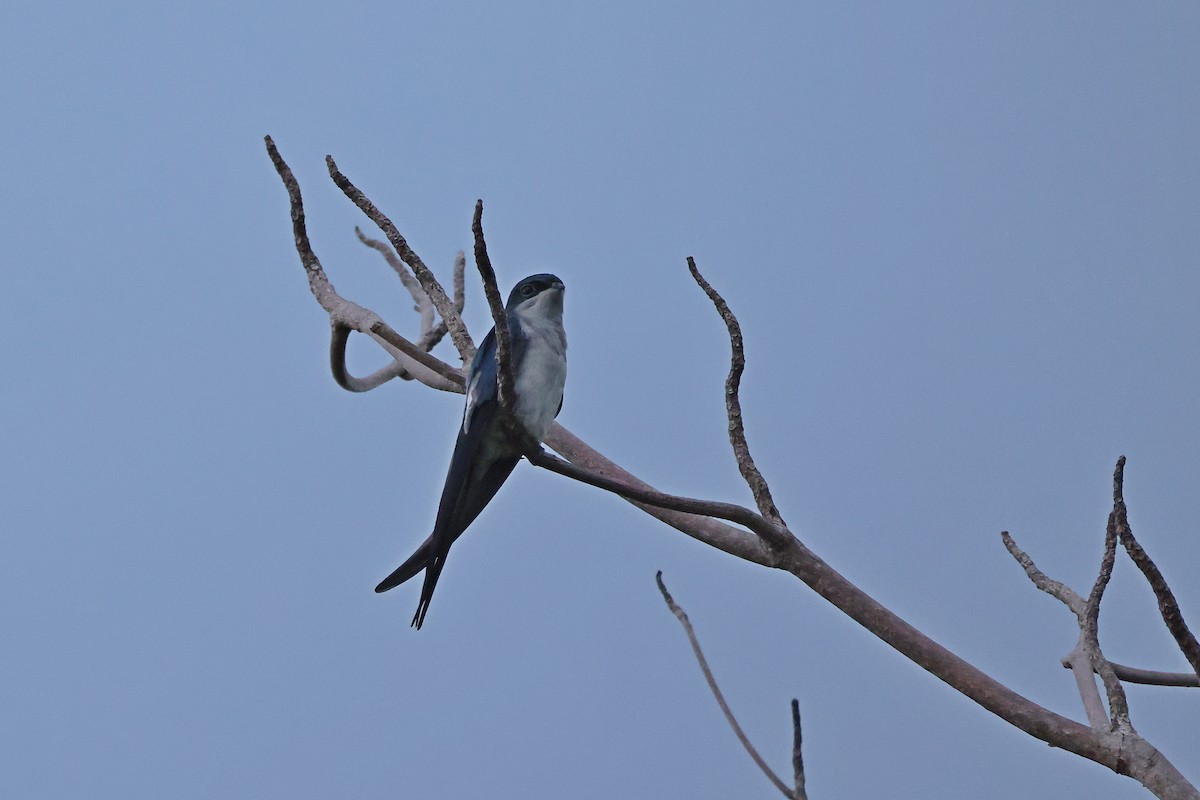 Gray-rumped Treeswift - ML646159963