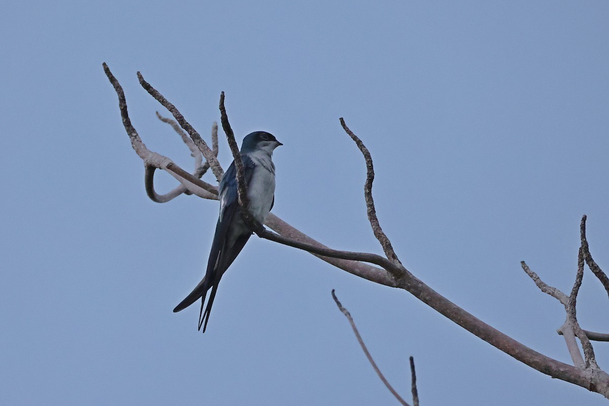 Gray-rumped Treeswift - ML646159964