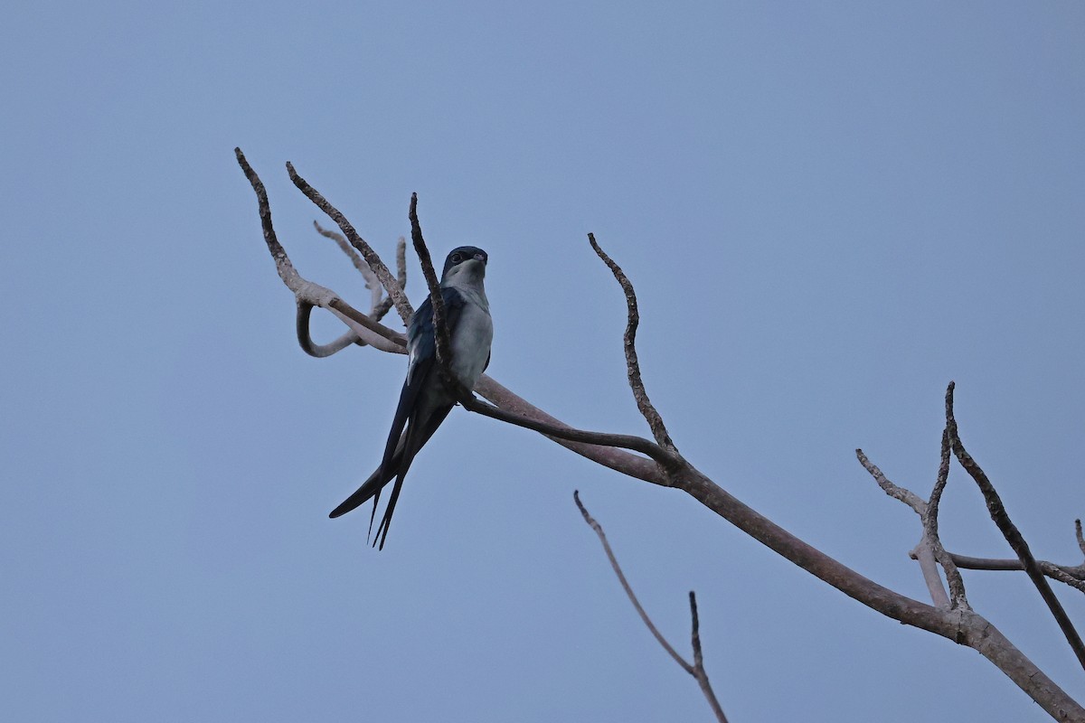 Gray-rumped Treeswift - ML646159965