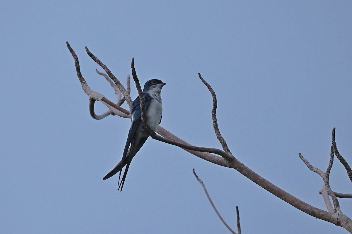 Gray-rumped Treeswift - ML646159966