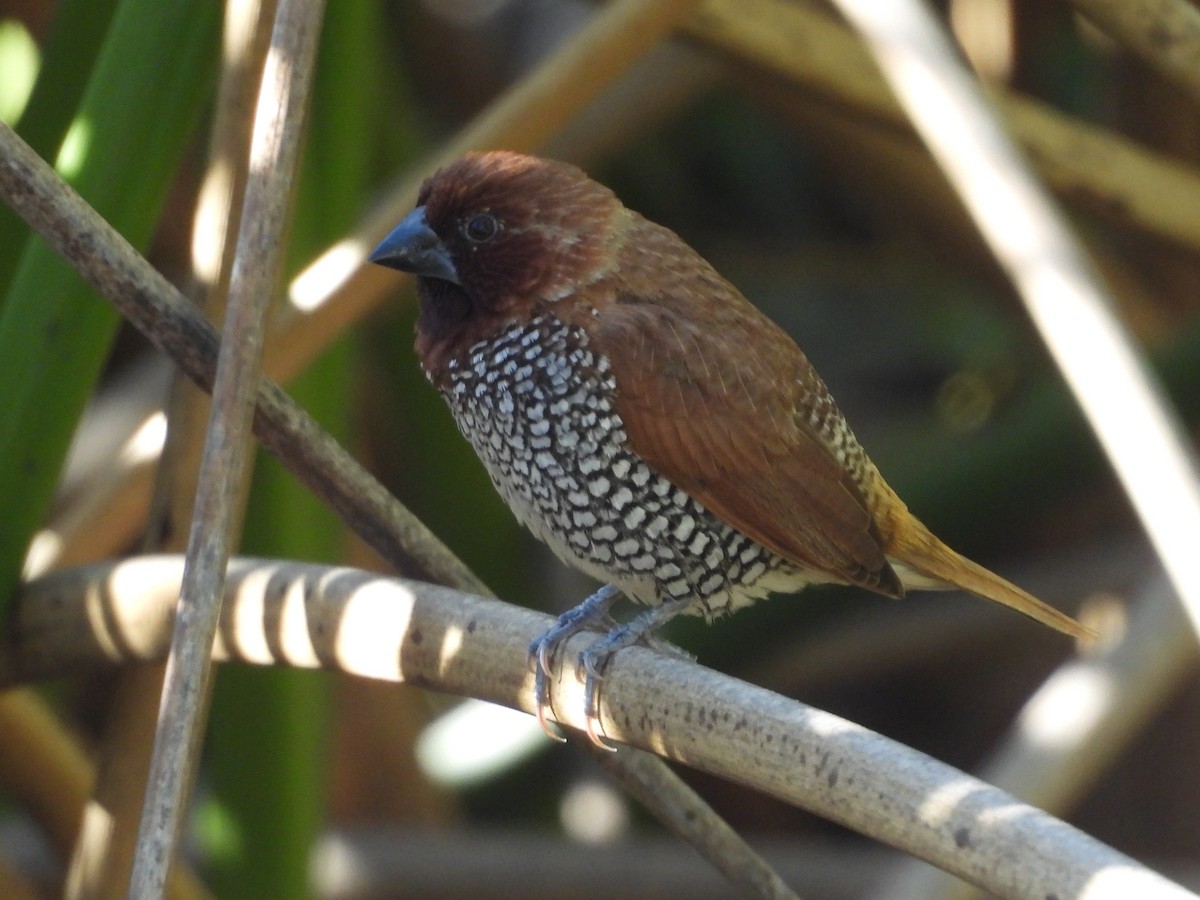 Scaly-breasted Munia - ML646159967