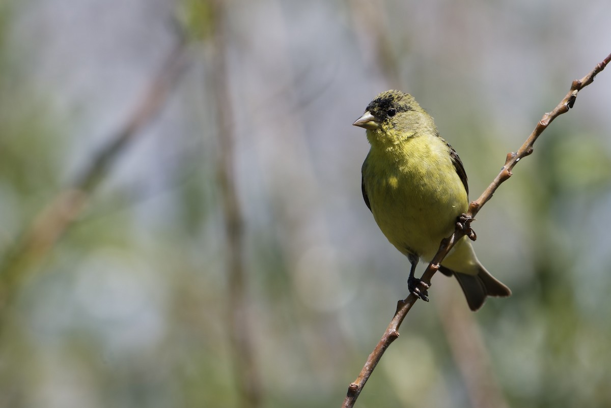 Lesser Goldfinch - ML646159968