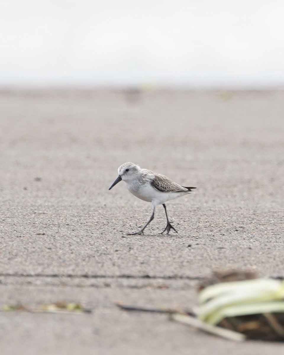 Western Sandpiper - ML646159969