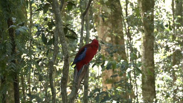 Crimson Rosella (Crimson) - ML646159971