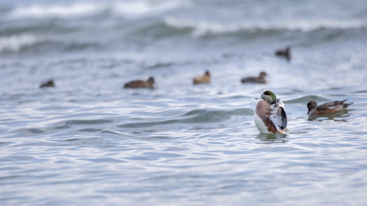 American Wigeon - ML646159972