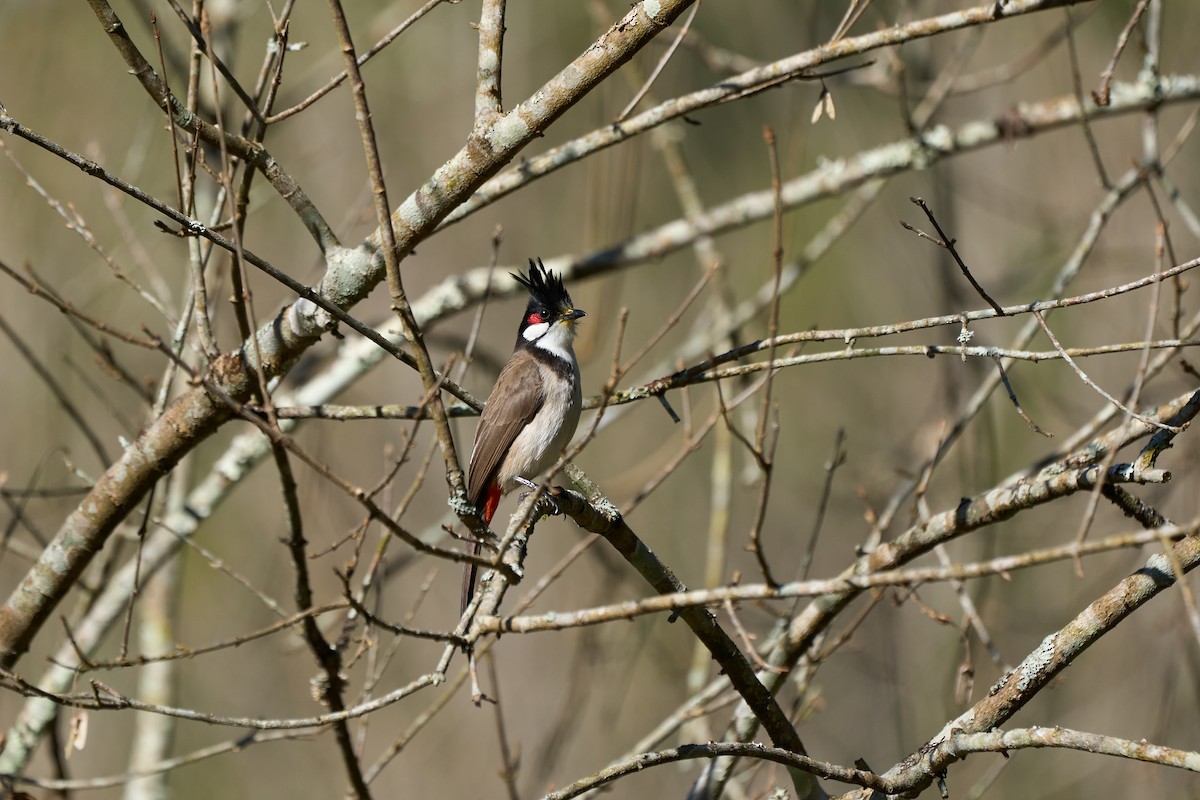Red-whiskered Bulbul - ML646159973