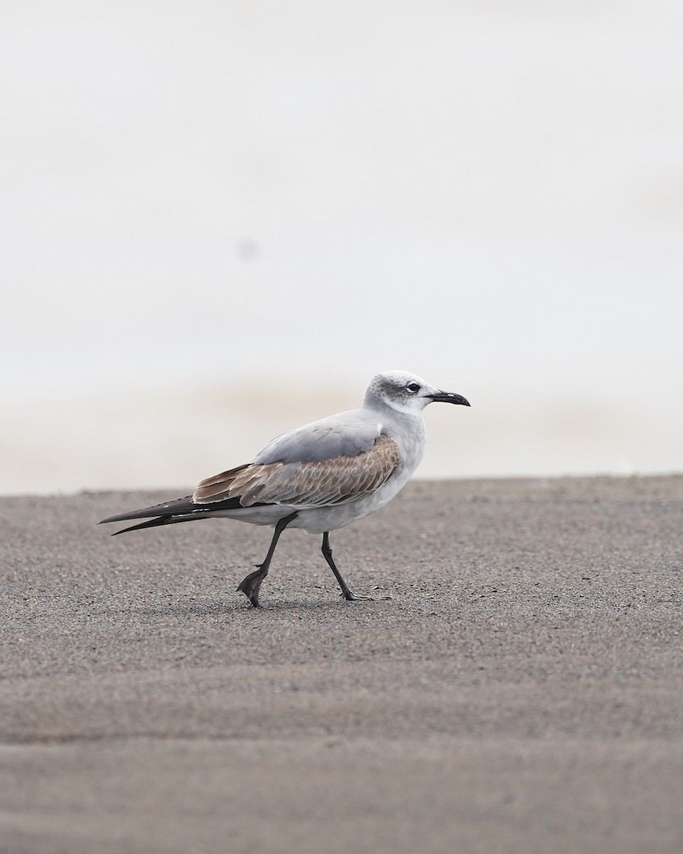 Laughing Gull - ML646159974