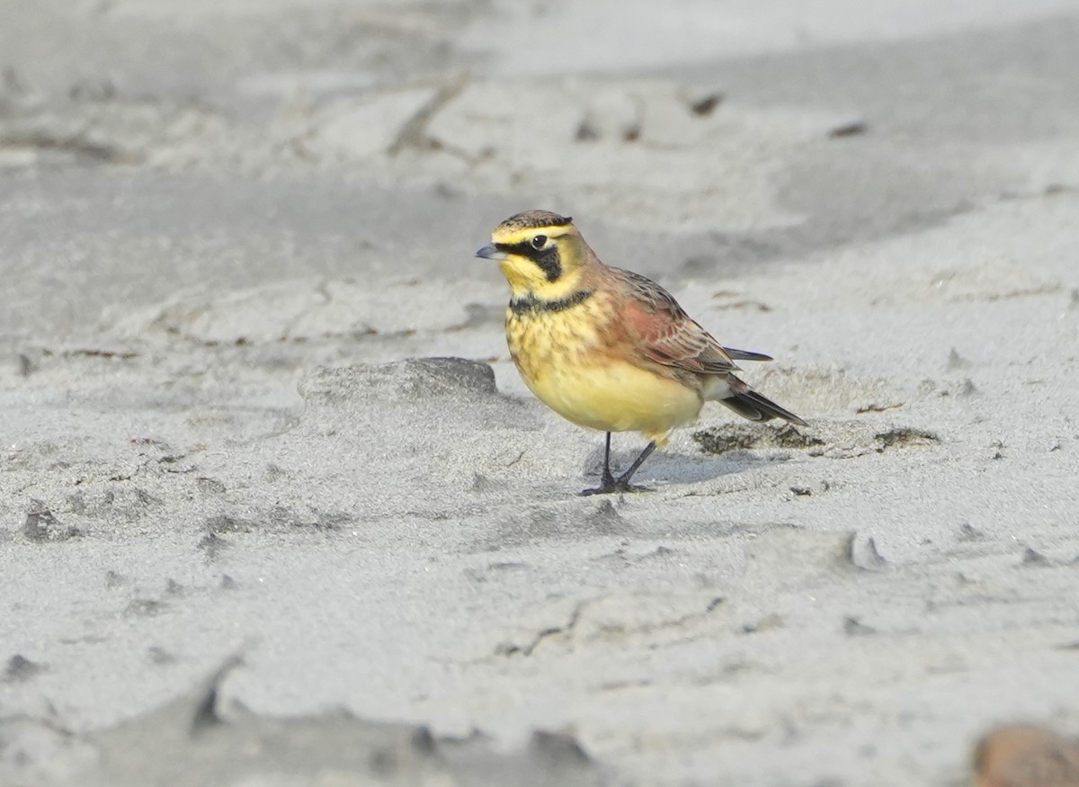 Allodola golagialla - ML646159975