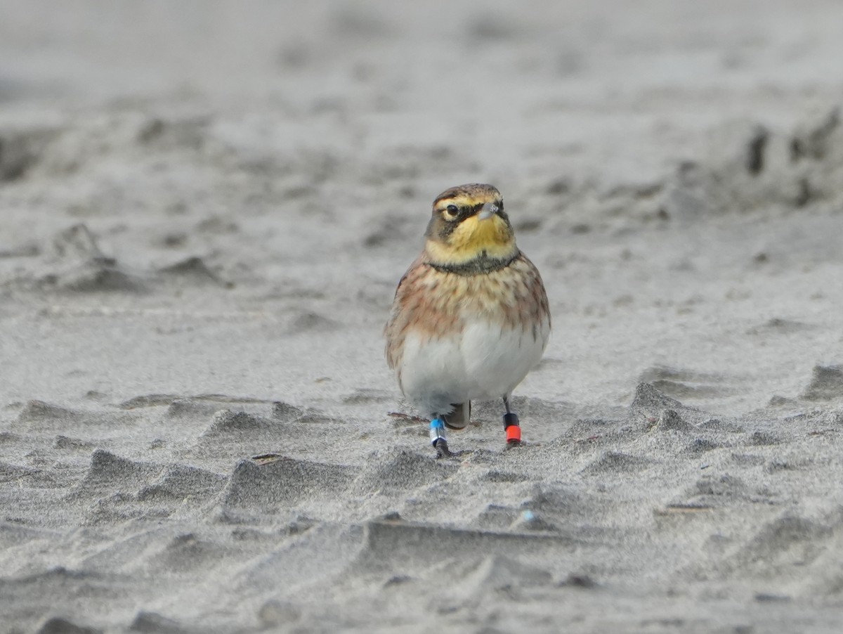 Allodola golagialla - ML646159976