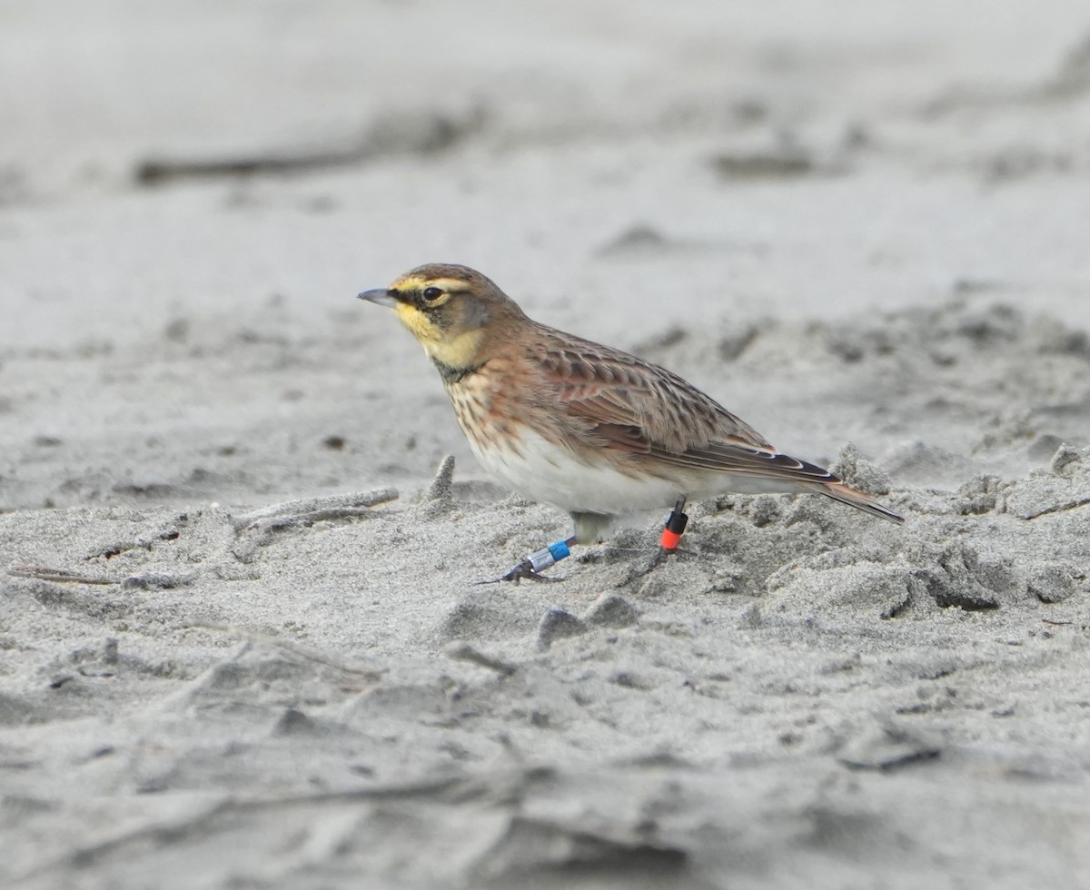 Allodola golagialla - ML646159977