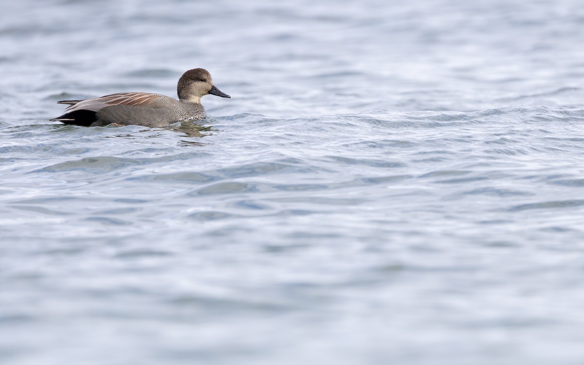 Gadwall - ML646159979