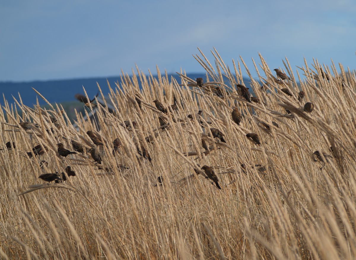Red-winged Blackbird - ML646159980