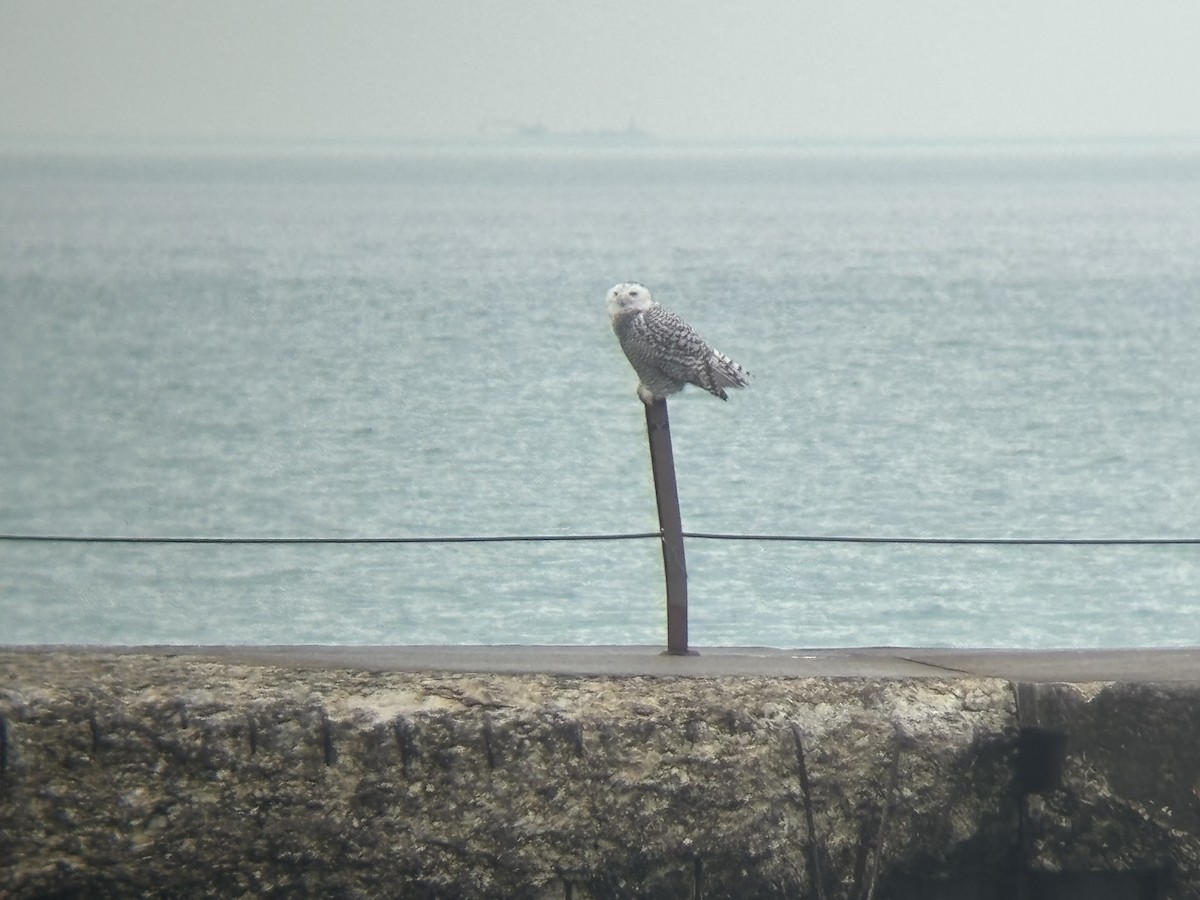 Snowy Owl - ML646159986