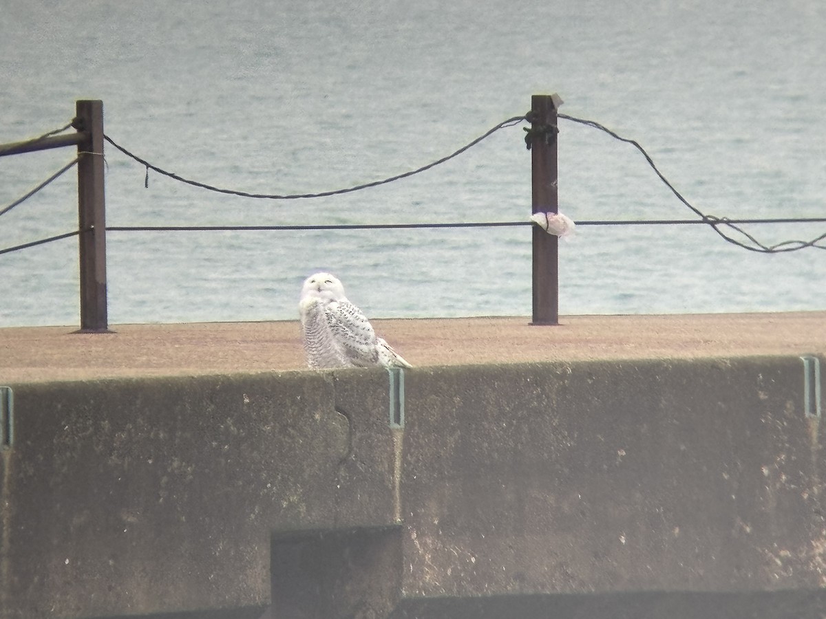 Snowy Owl - ML646159987