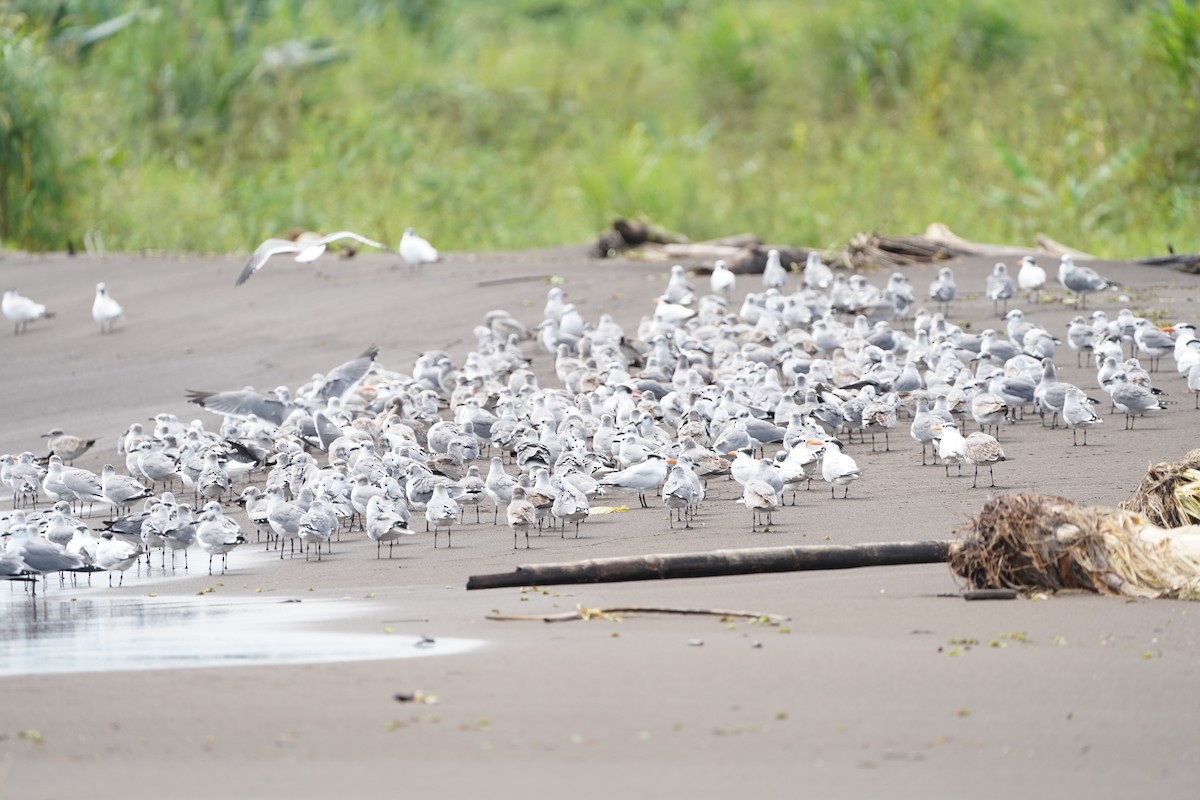 Laughing Gull - ML646159991