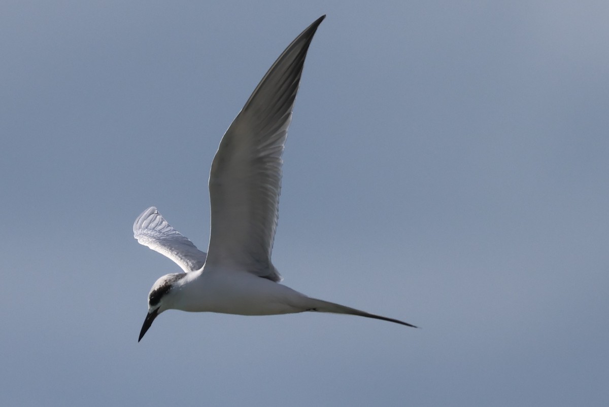 Forster's Tern - ML646160012