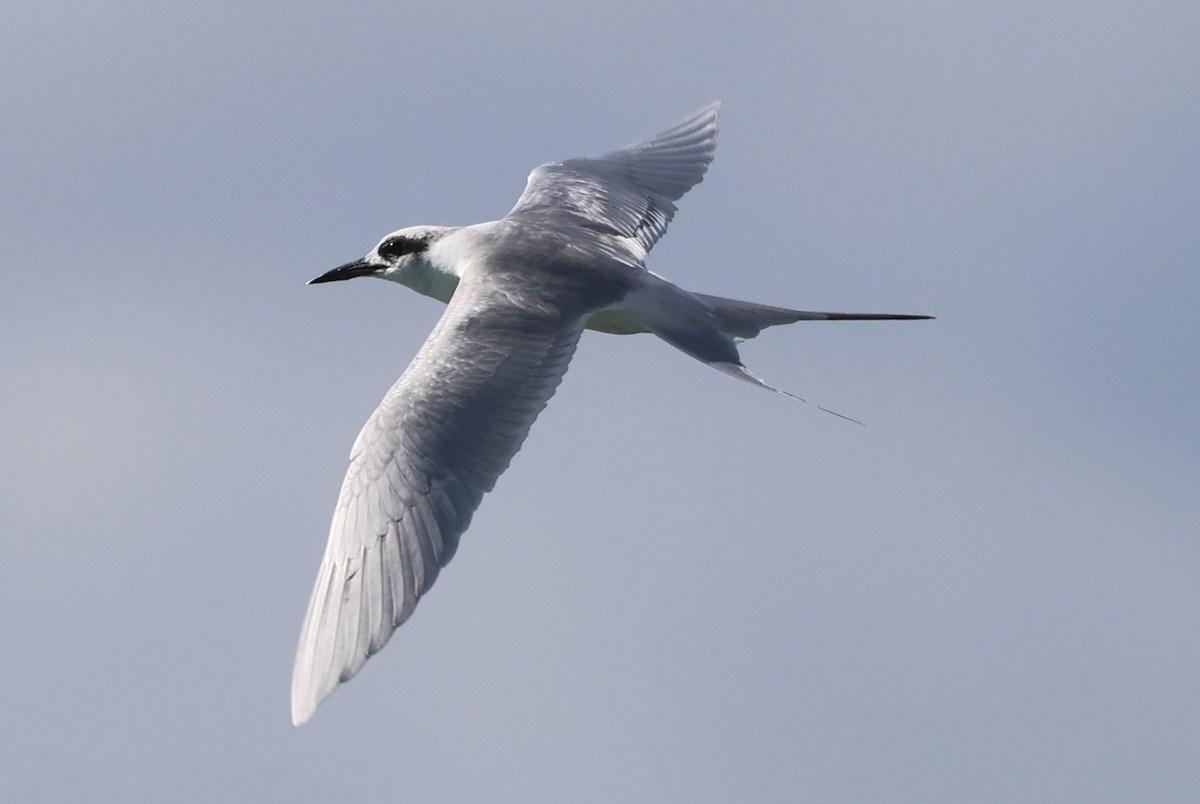 Forster's Tern - ML646160013