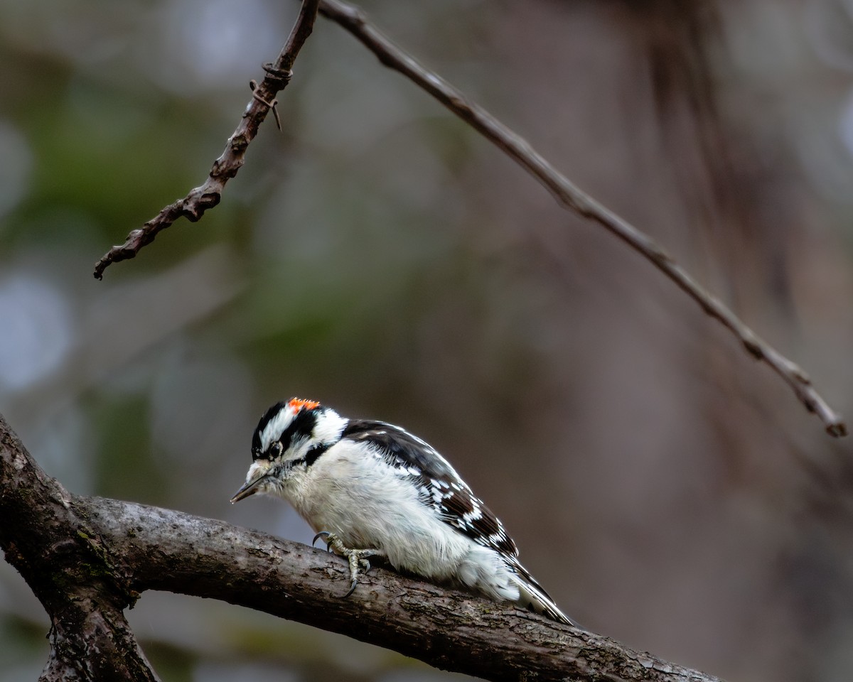 Downy Woodpecker - ML646160017