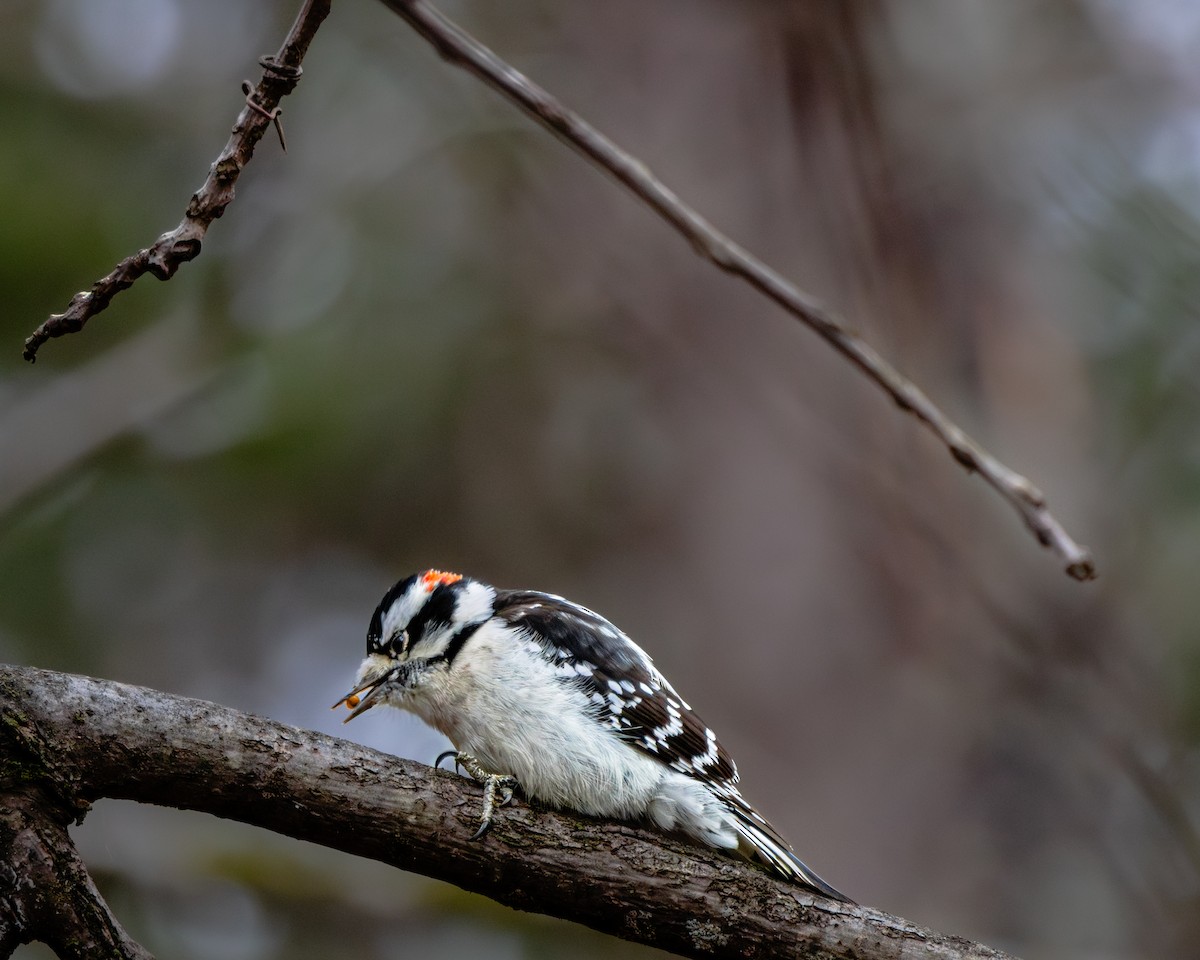 Downy Woodpecker - ML646160018