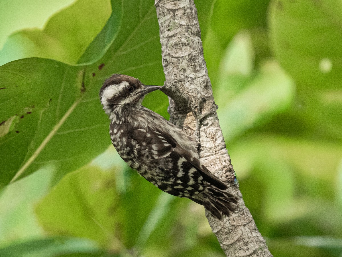 Sunda Pygmy Woodpecker - ML646160020