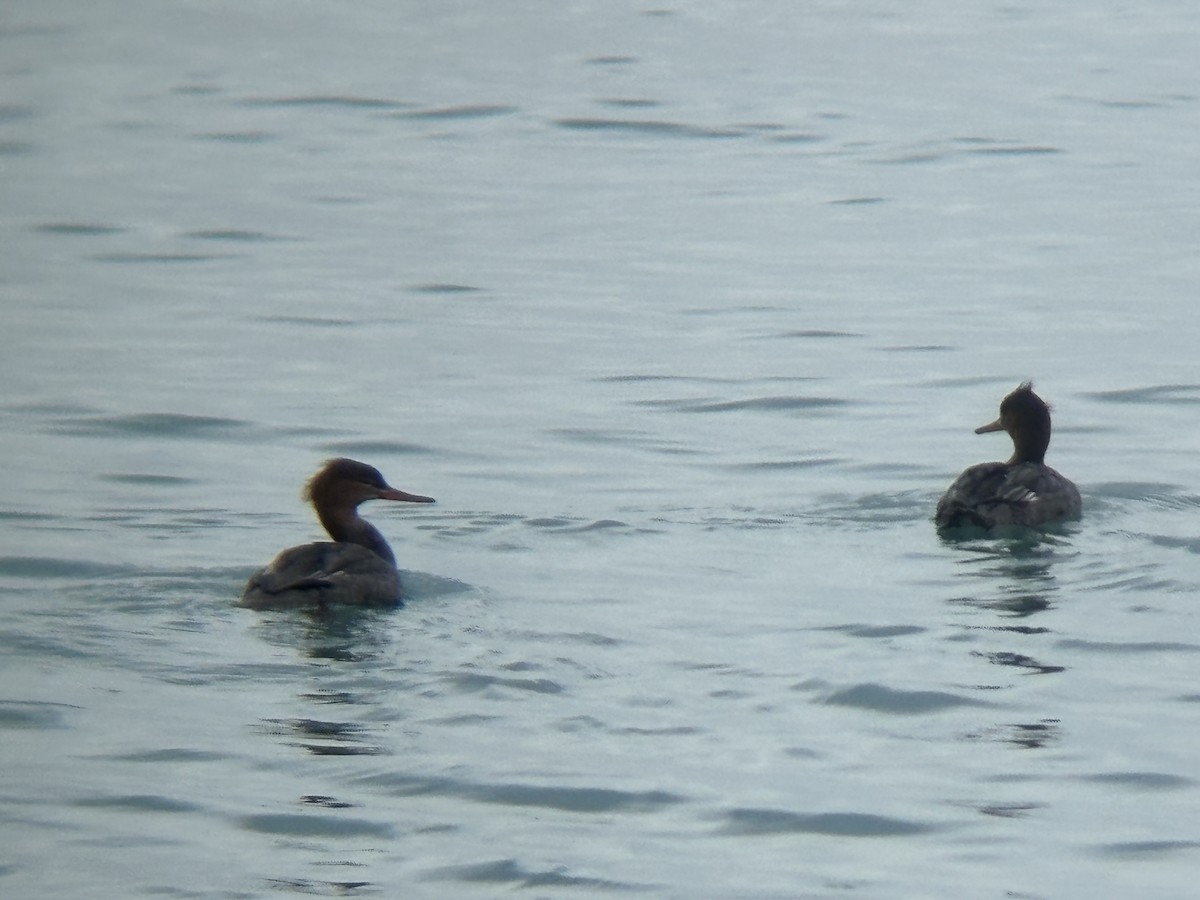 Red-breasted Merganser - ML646160027