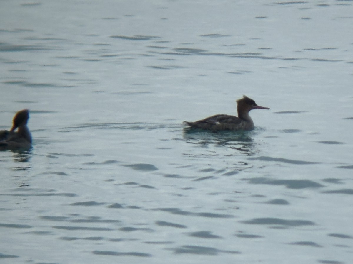 Red-breasted Merganser - ML646160028