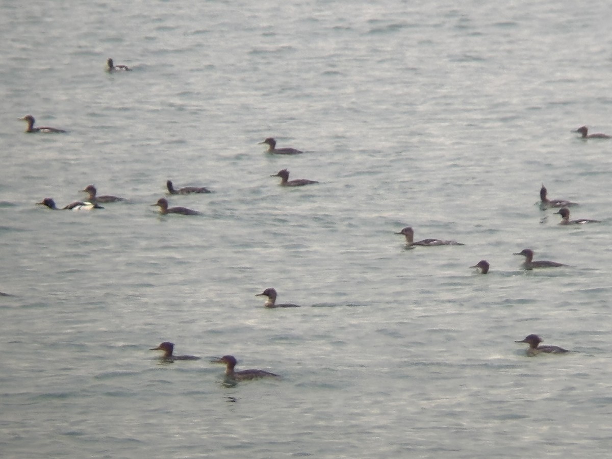 Red-breasted Merganser - ML646160029
