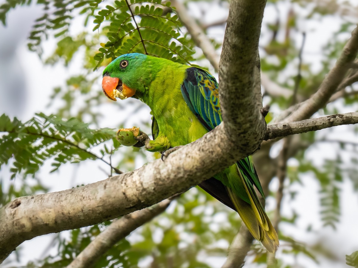Blue-naped Parrot - ML646160041