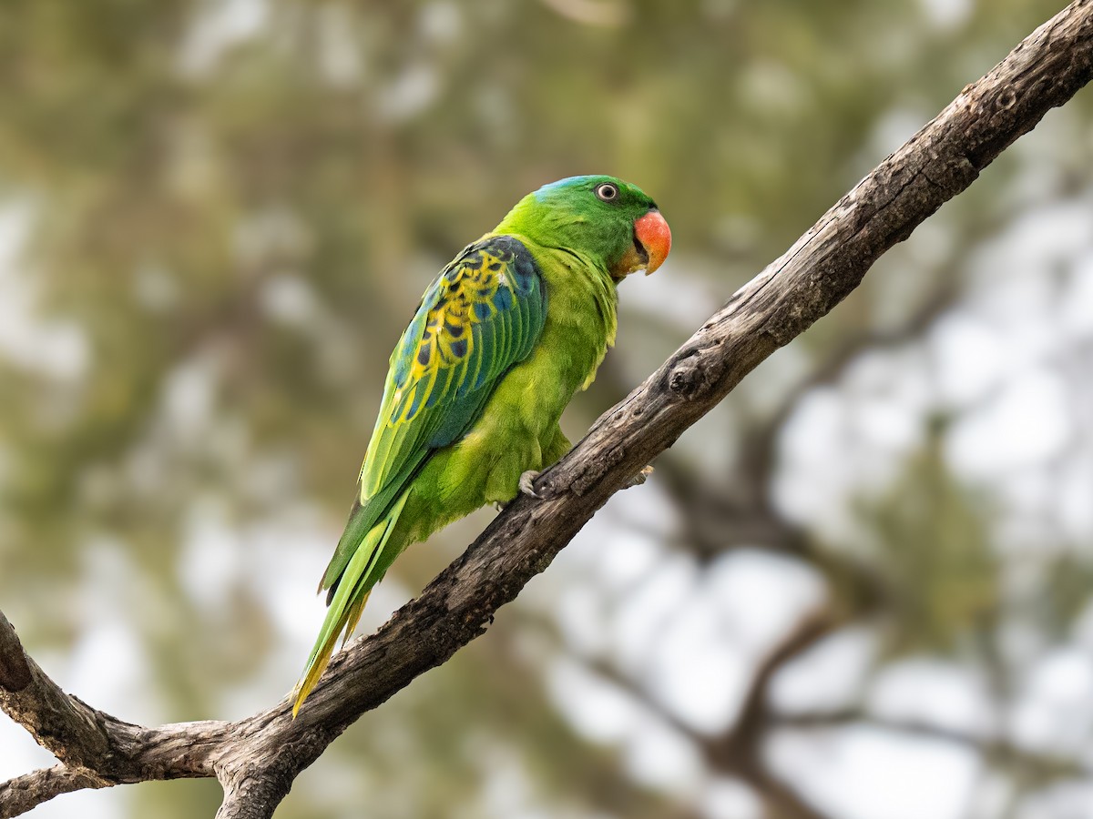 Blue-naped Parrot - ML646160042