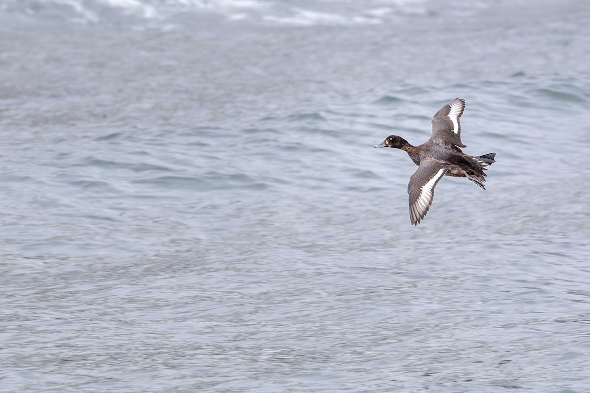 Greater Scaup - ML646160047
