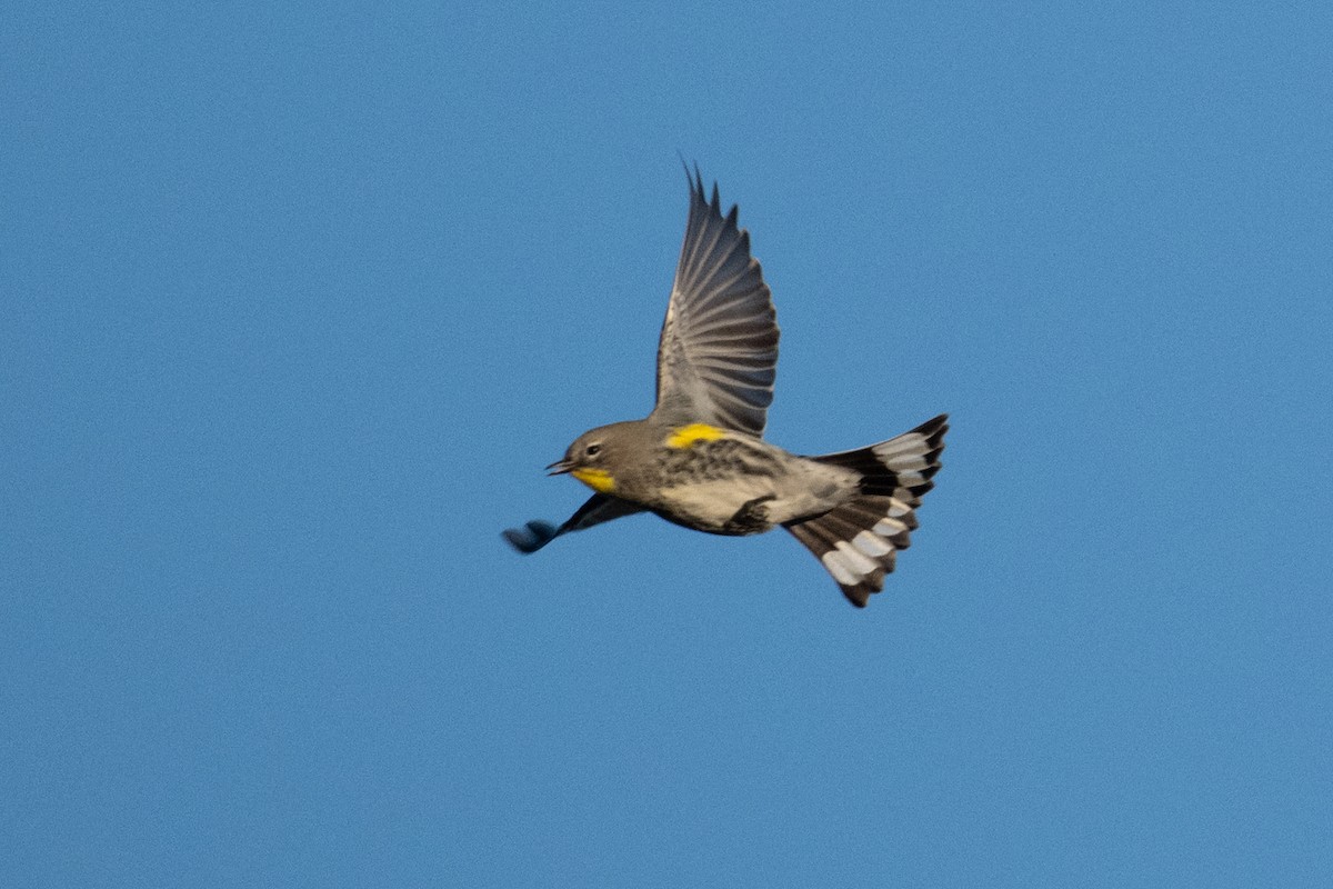 Yellow-rumped Warbler - ML646160050