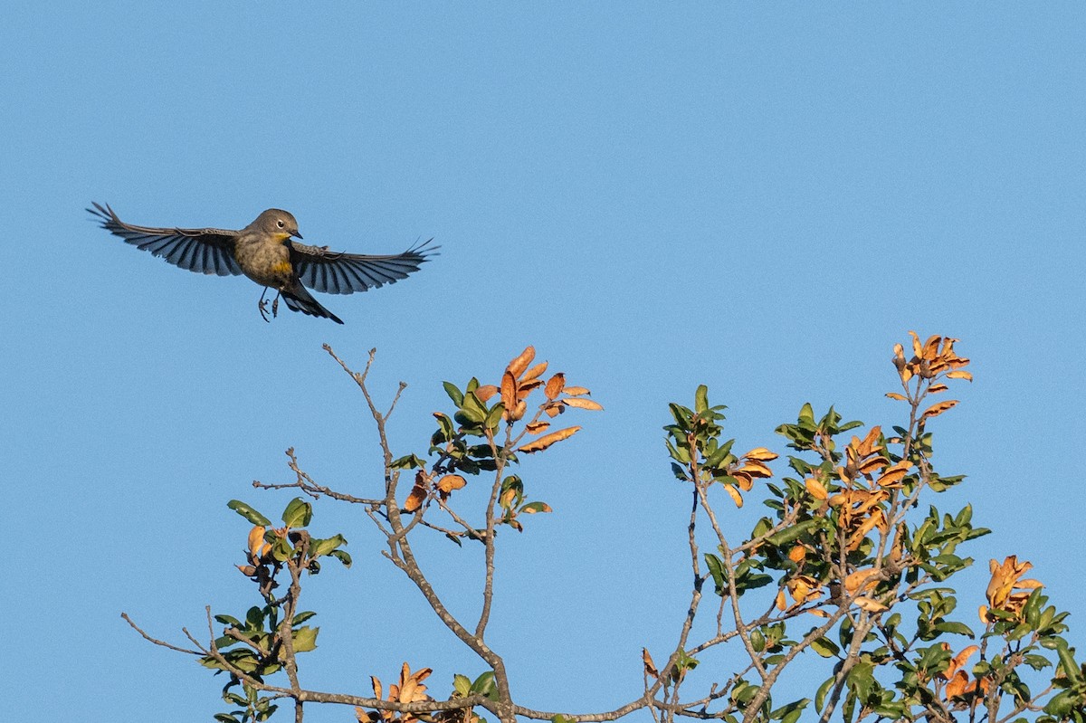 Yellow-rumped Warbler - ML646160052