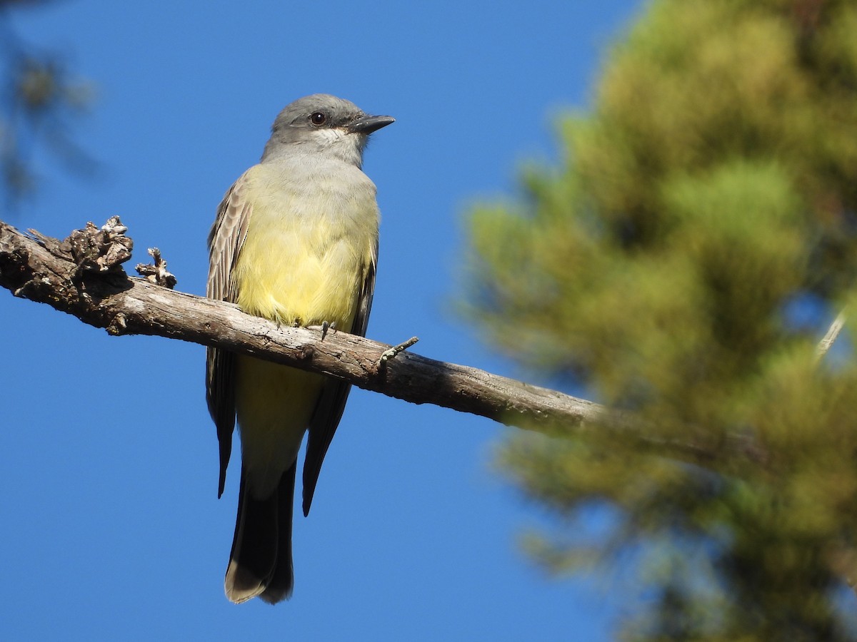 Cassin's Kingbird - ML646160059