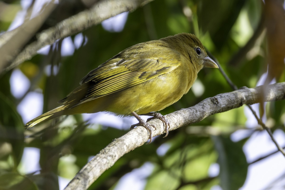 Summer Tanager - ML646160063