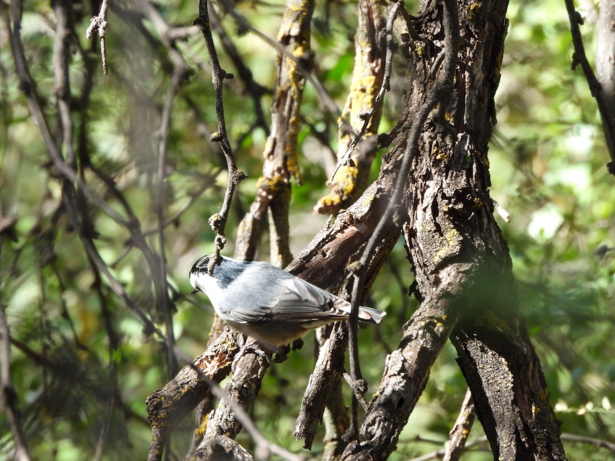 hvitbrystspettmeis - ML646160082